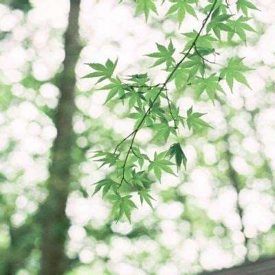 梦幻x仙侠手机版